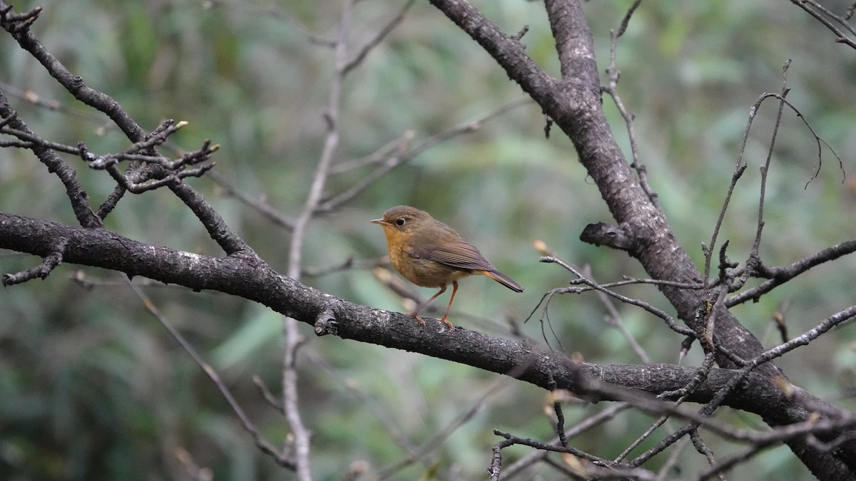 Golden Bush-Robin - ML620435264