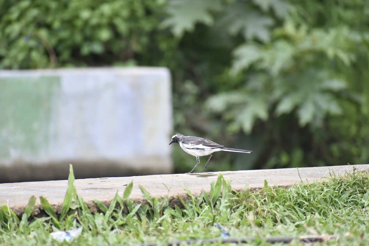 Oriental Magpie-Robin - ML620435265