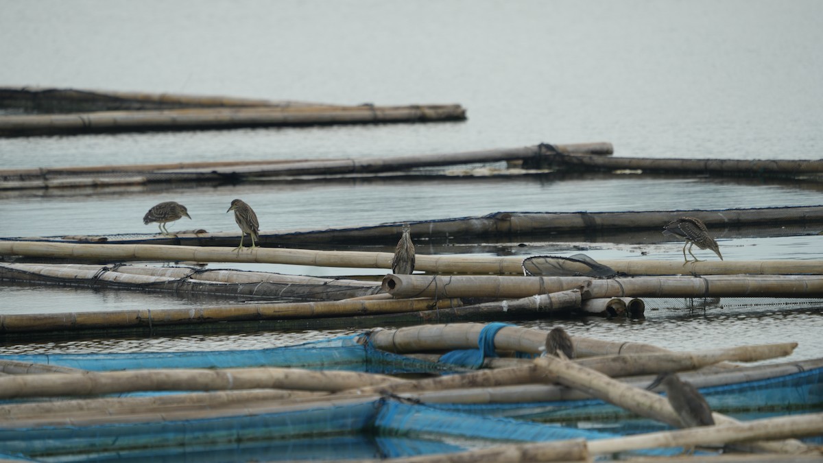 Black-crowned Night Heron - ML620435270