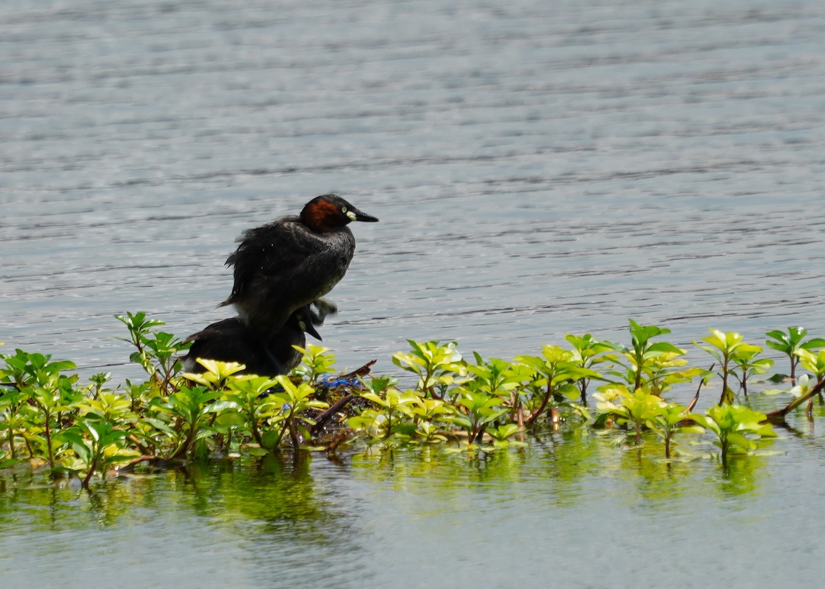 Little Grebe - ML620435279