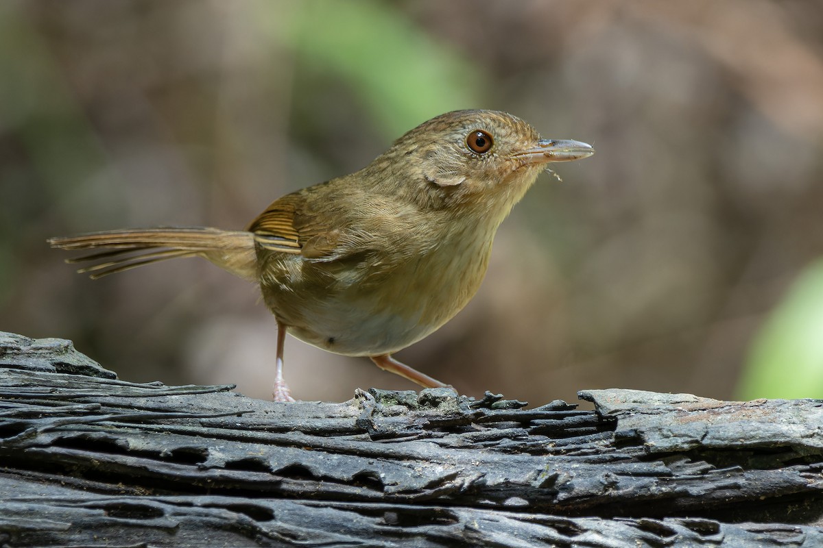 Buff-breasted Babbler - ML620435280