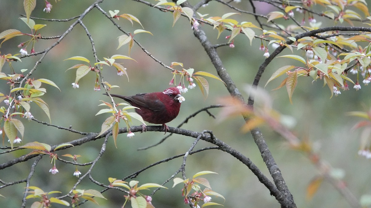 Vinaceous Rosefinch - ML620435281