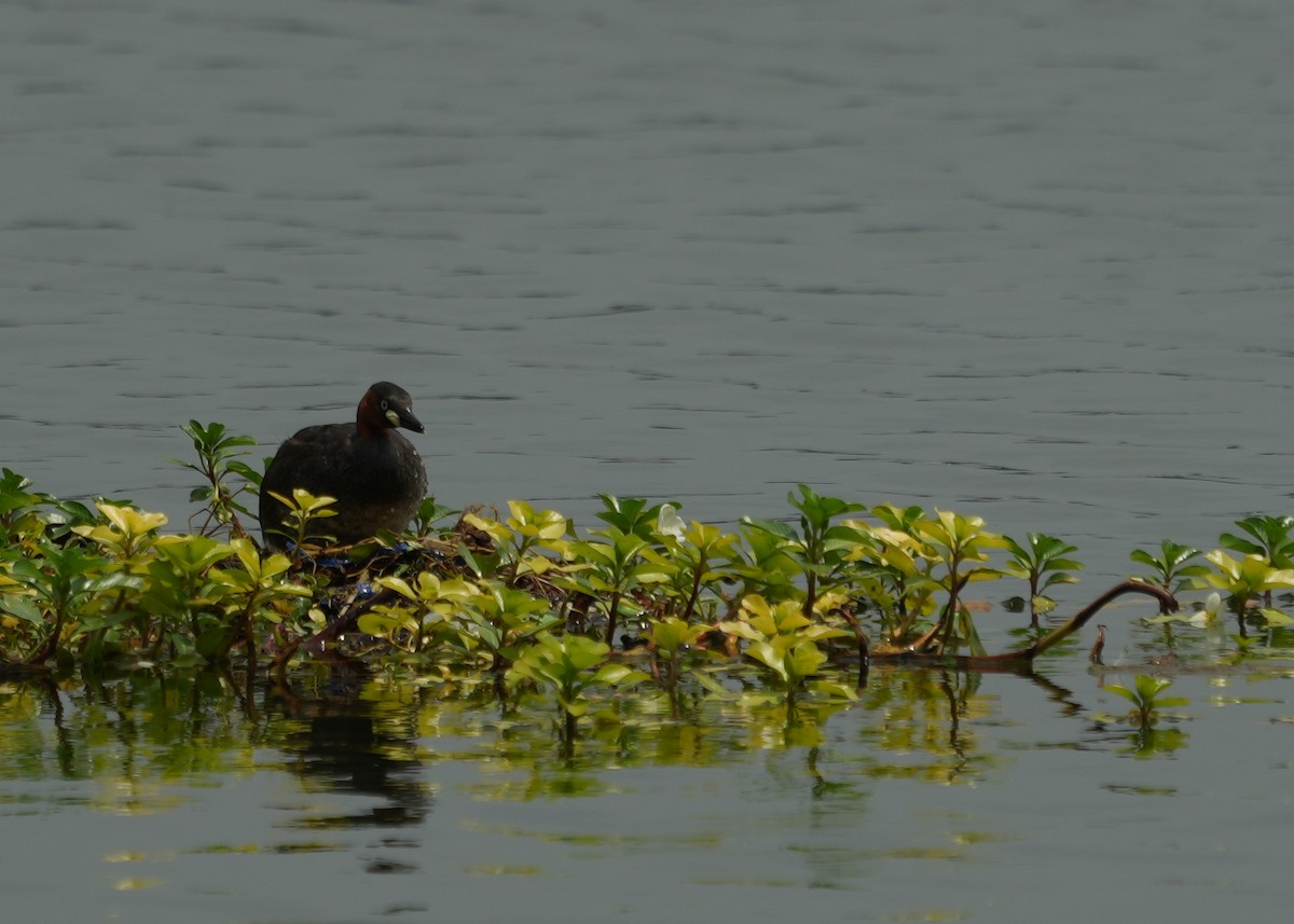 Little Grebe - ML620435282