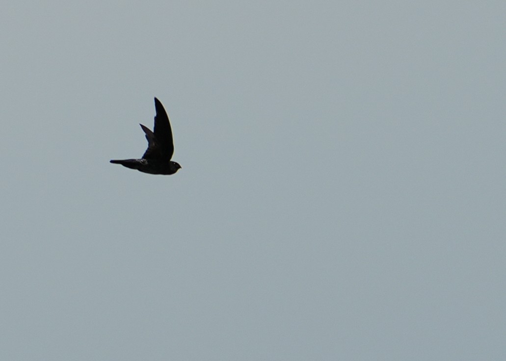 Gray-rumped Swiftlet - ML620435283