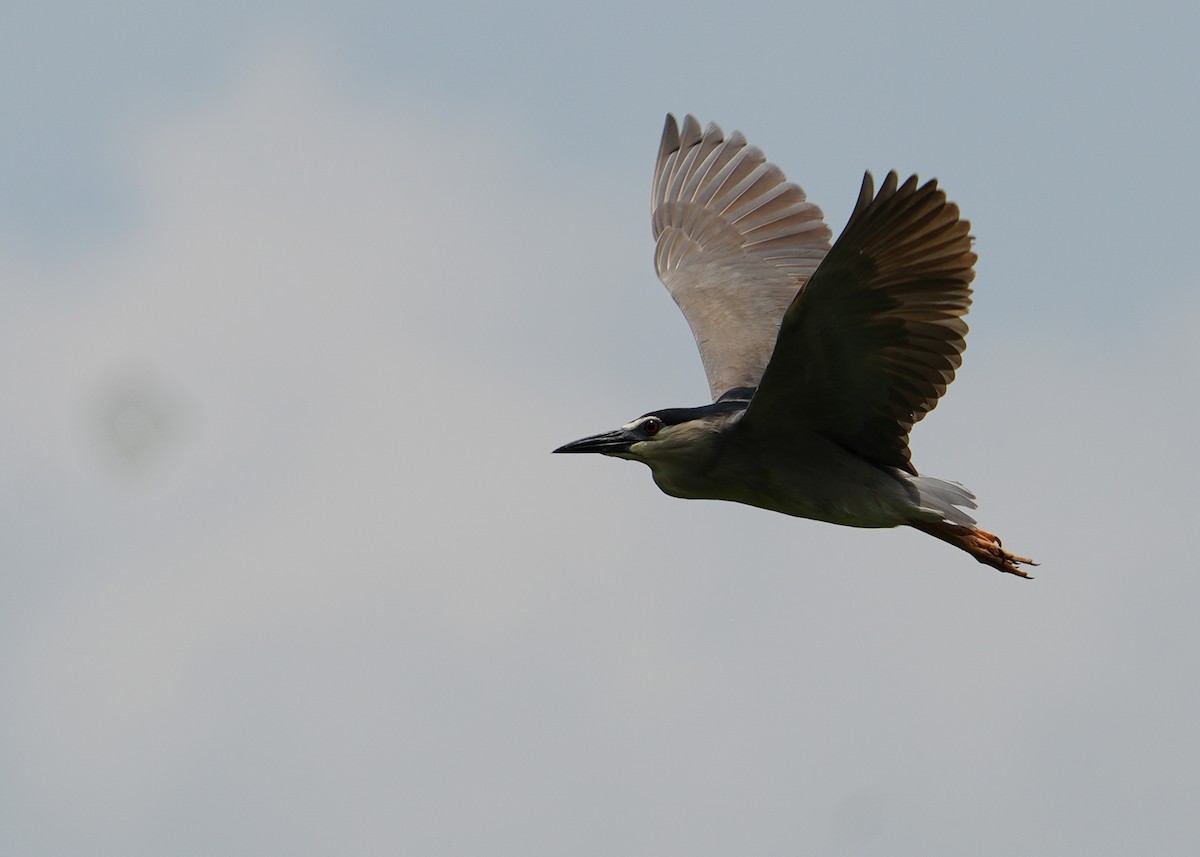 Black-crowned Night Heron - ML620435285