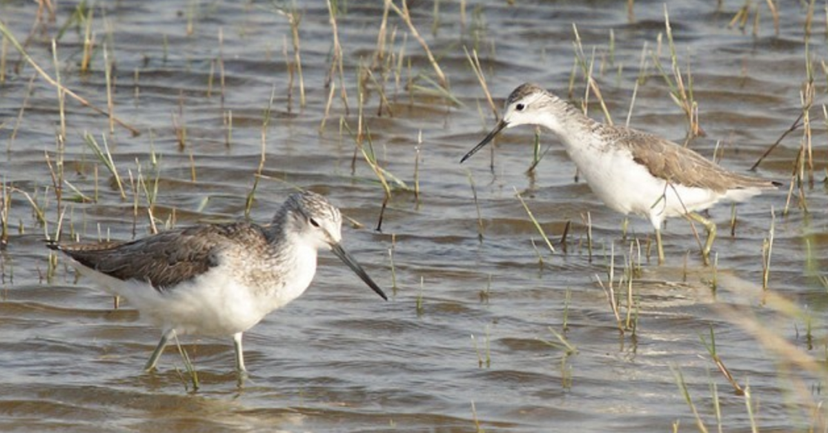 Marsh Sandpiper - ML620435287