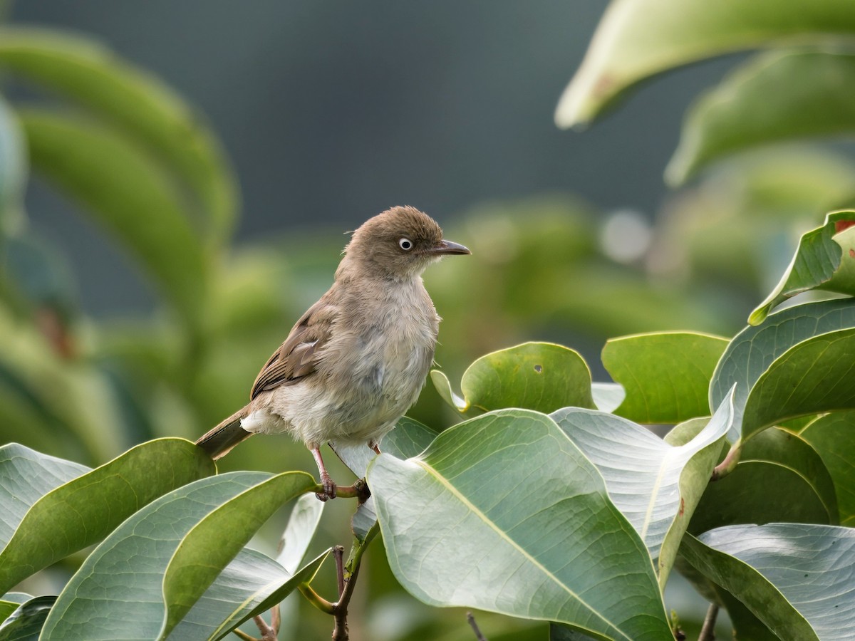 Cream-vented Bulbul - ML620435290