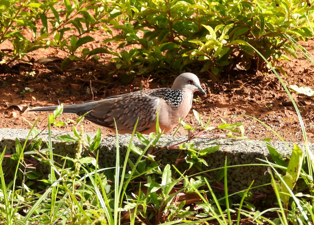 Spotted Dove - ML620435297