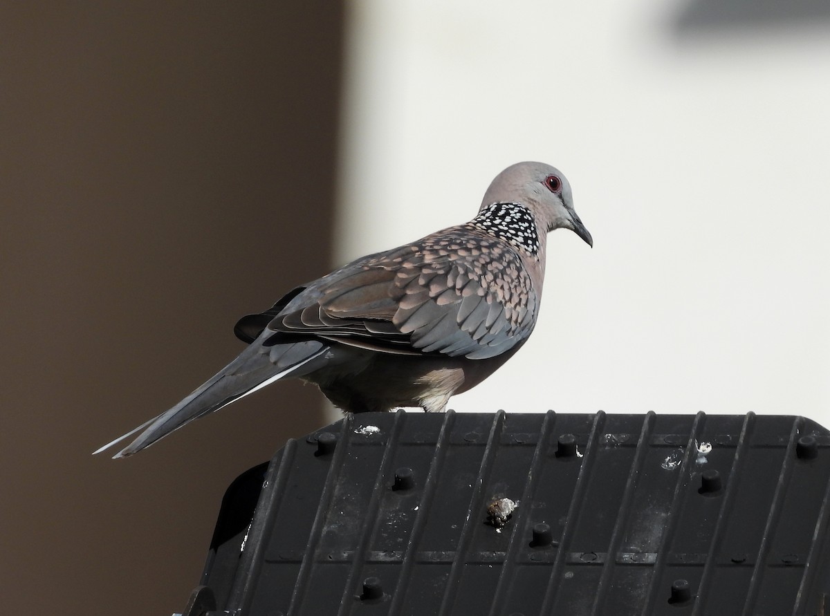 Spotted Dove - Manju Sinha