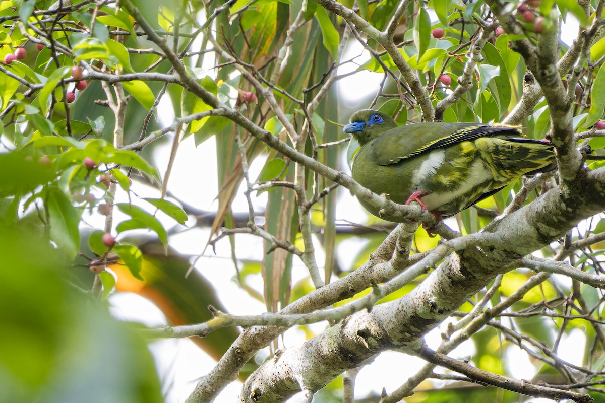 Yellow-vented Green-Pigeon - ML620435300