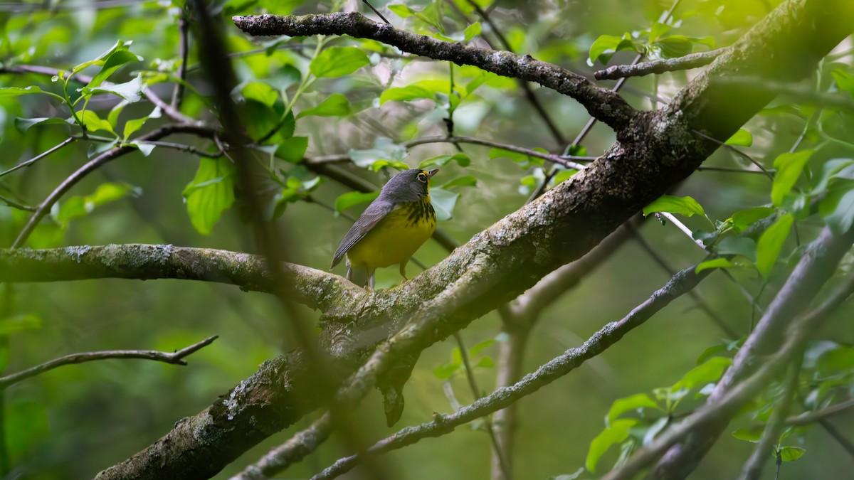 Canada Warbler - ML620435303