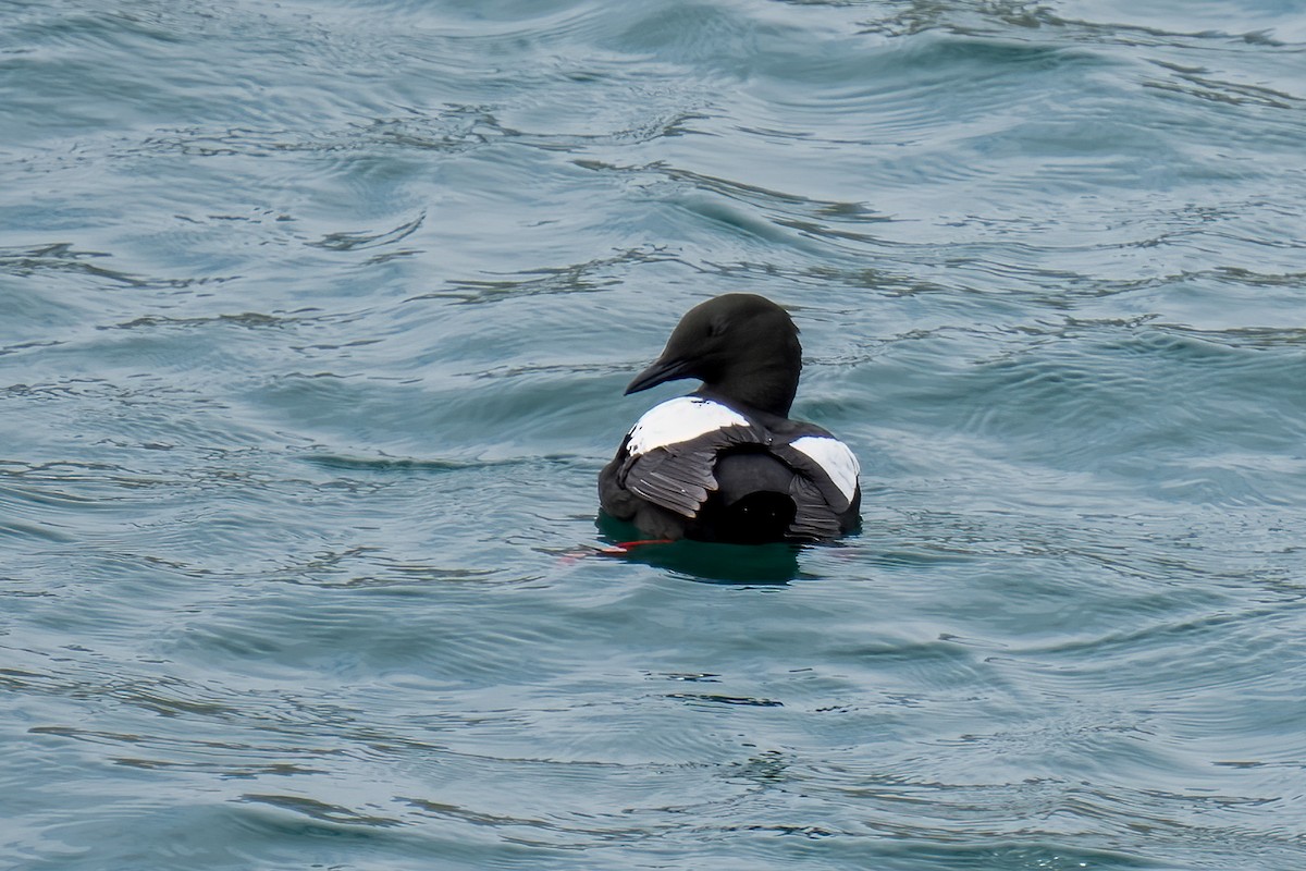 Black Guillemot - ML620435307