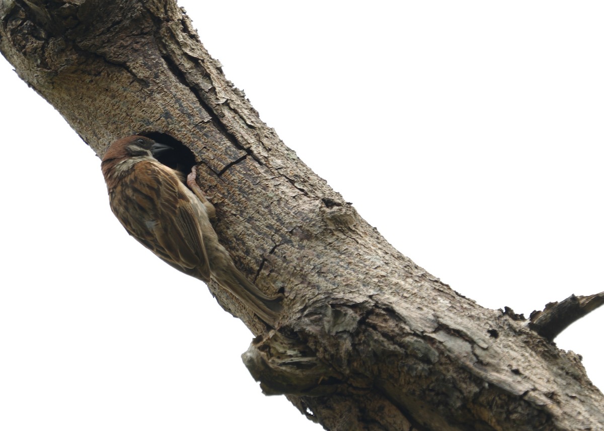 Eurasian Tree Sparrow - ML620435309