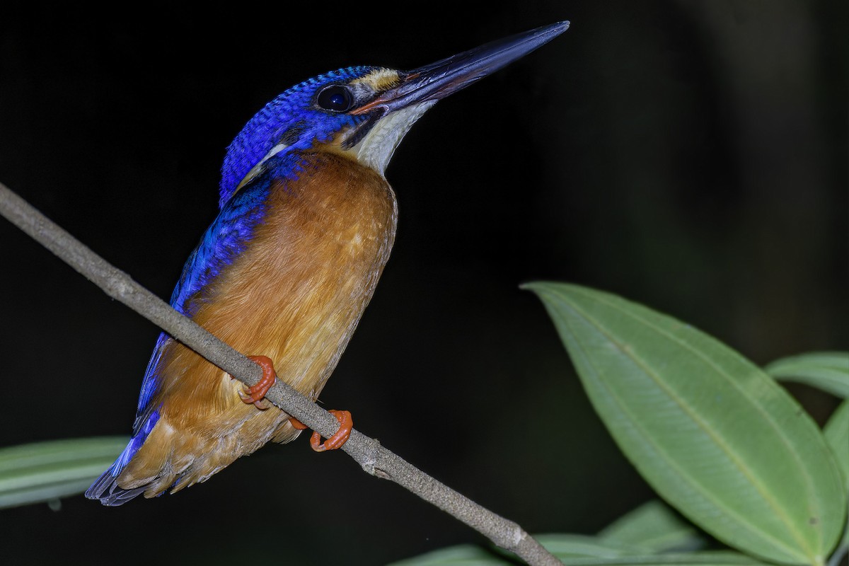 Martin-pêcheur méninting - ML620435310