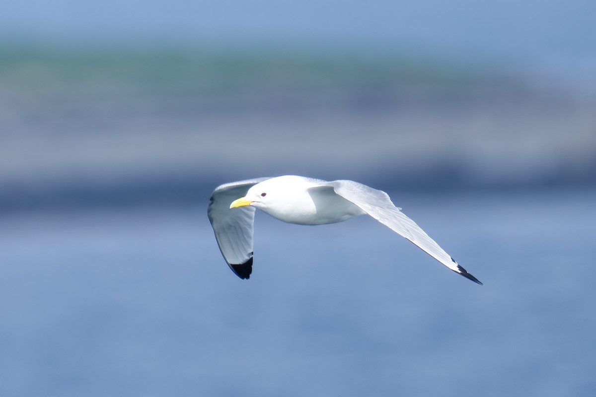 Black-legged Kittiwake - ML620435314