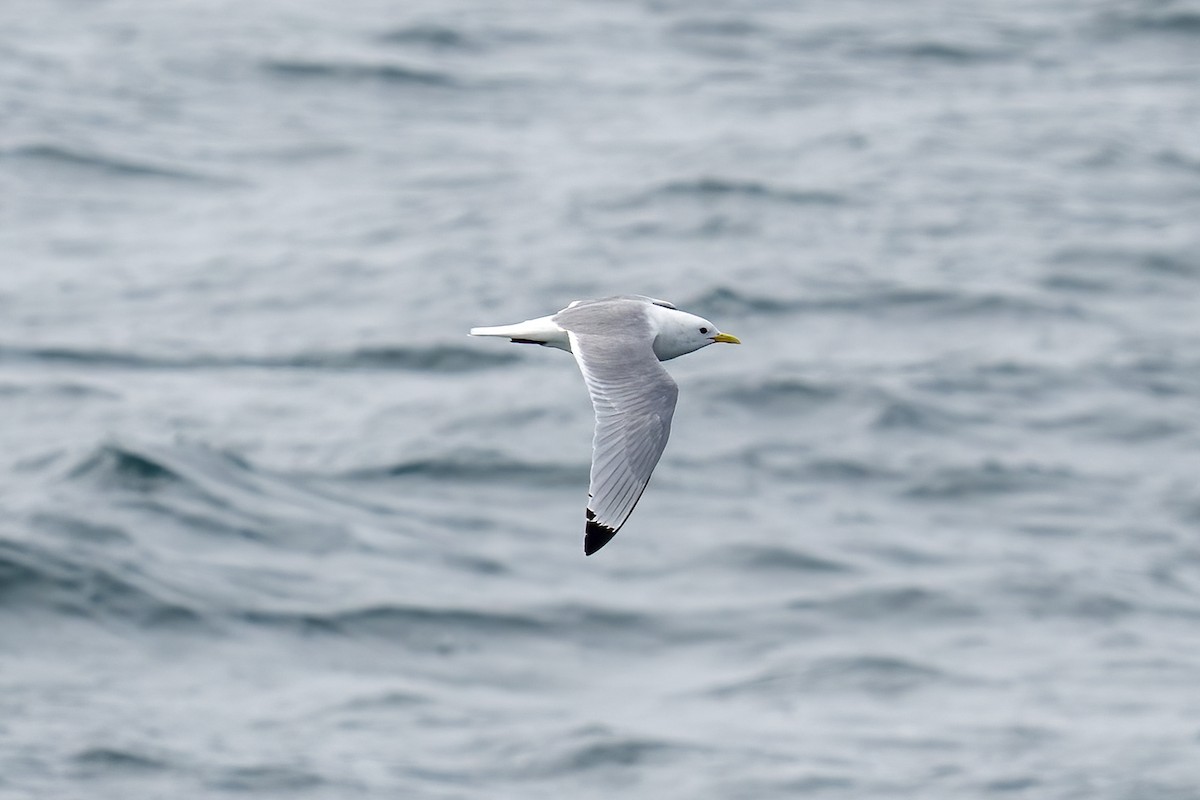 Black-legged Kittiwake - ML620435315