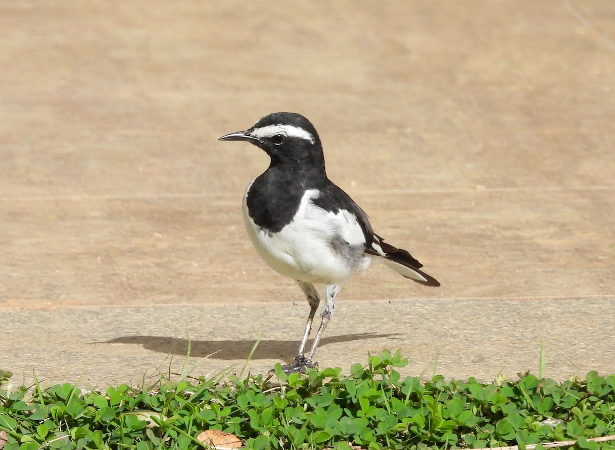 White-browed Wagtail - ML620435318