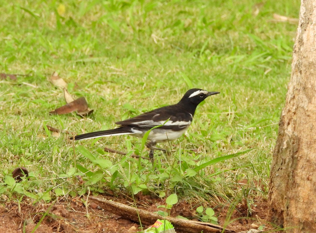 White-browed Wagtail - ML620435319