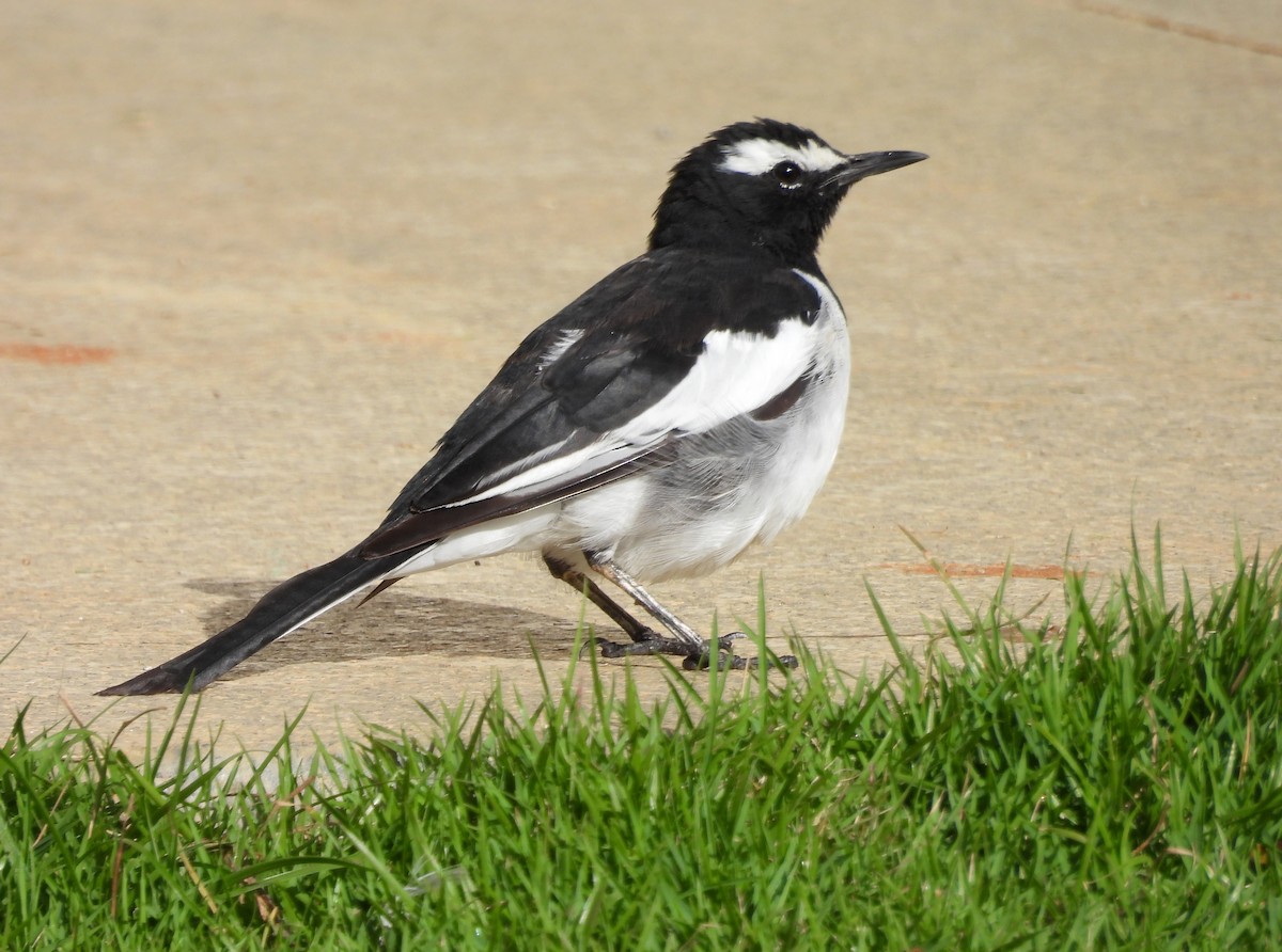 White-browed Wagtail - ML620435320