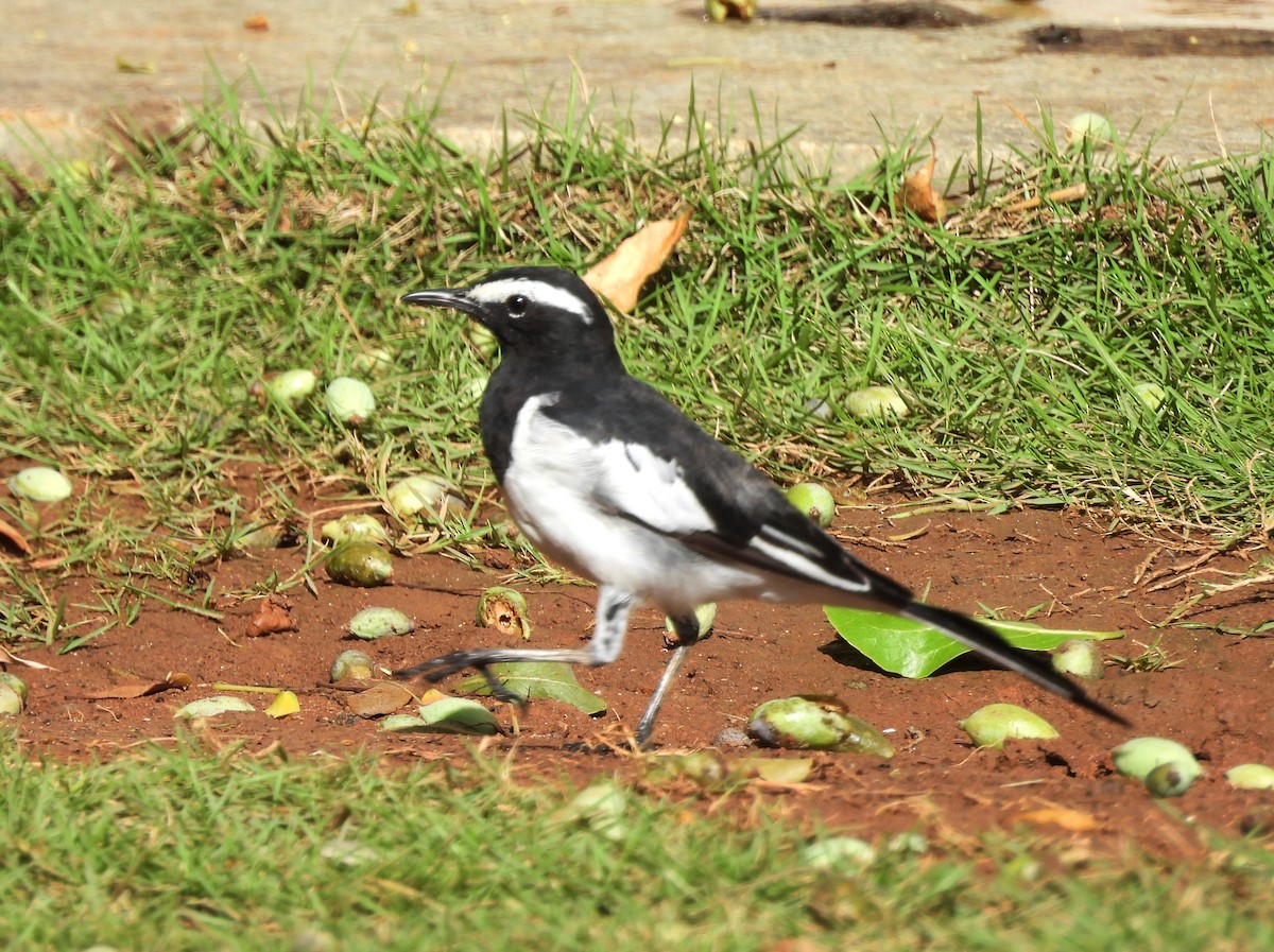 White-browed Wagtail - ML620435321