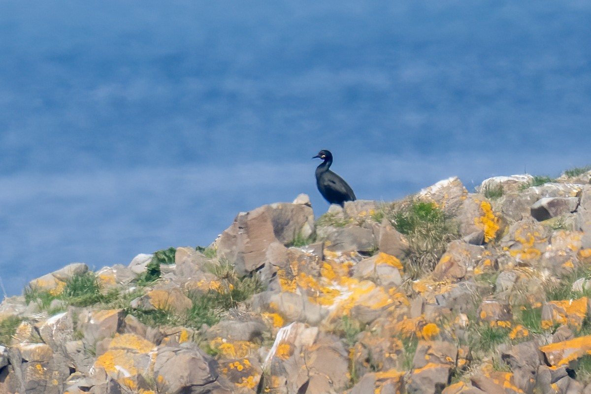 Cormorán Moñudo - ML620435322