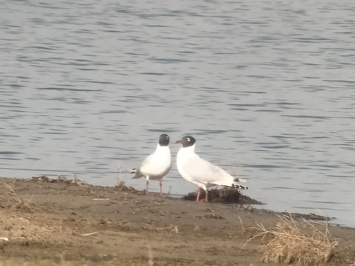 Gaviota Relicta - ML620435327