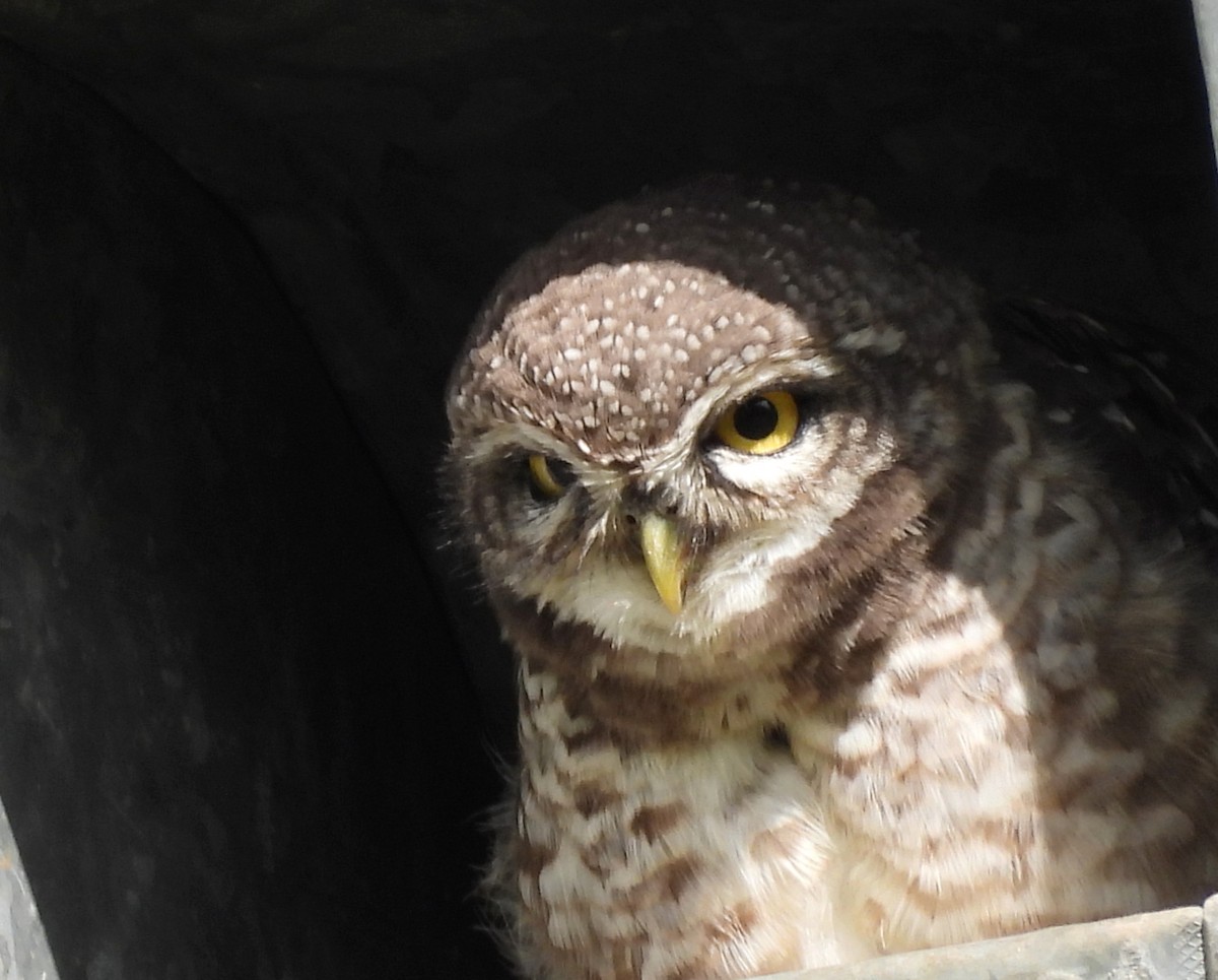 Spotted Owlet - ML620435328