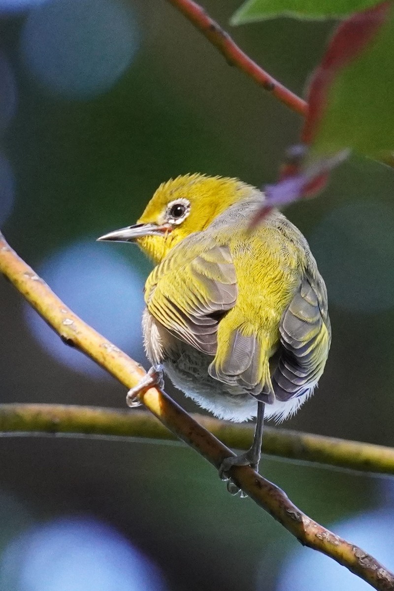 Silvereye - ML620435329