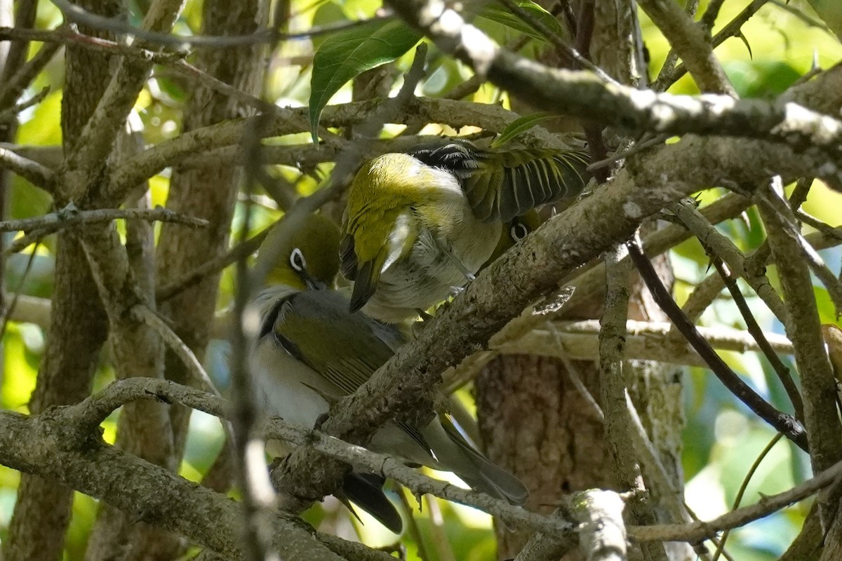 Zostérops à dos gris - ML620435332