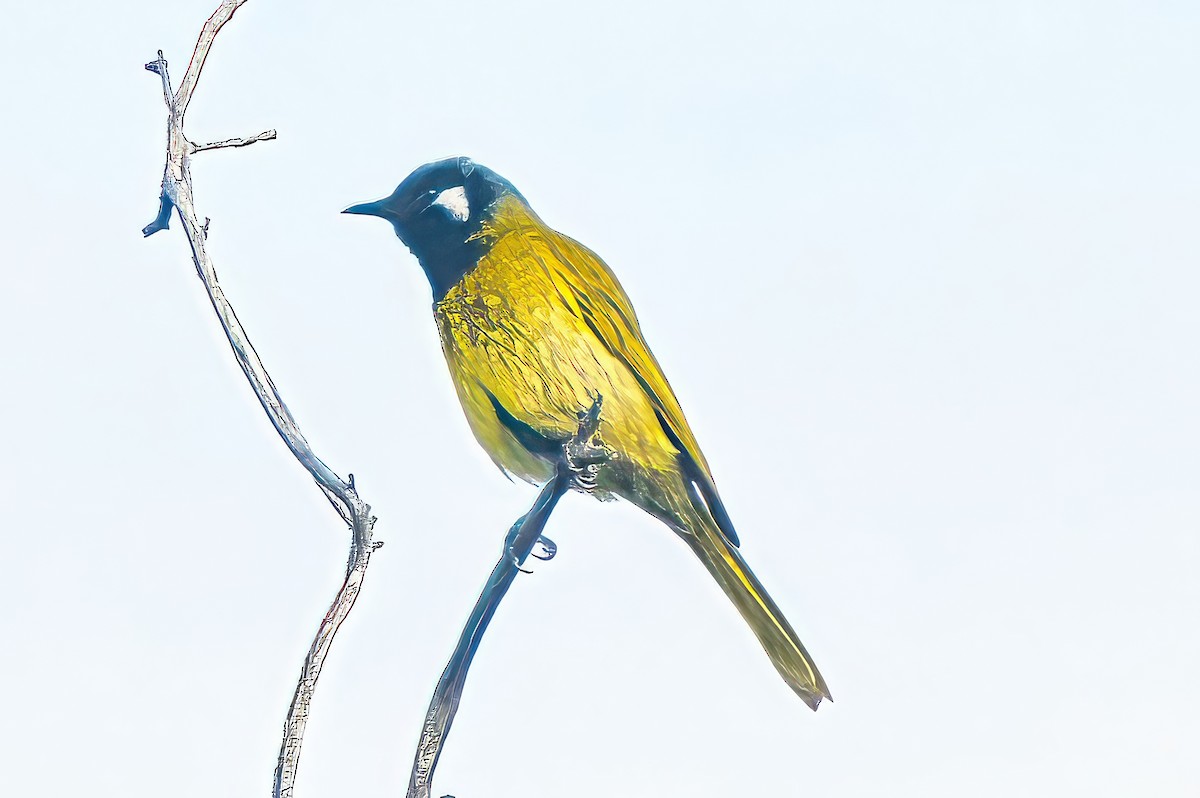 White-eared Honeyeater - ML620435335