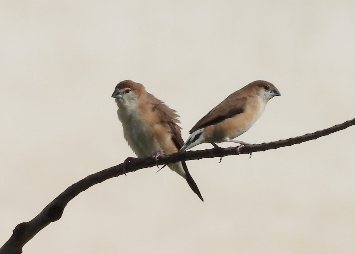 Indian Silverbill - ML620435338