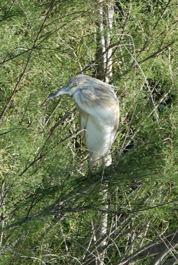 Squacco Heron - ML620435340