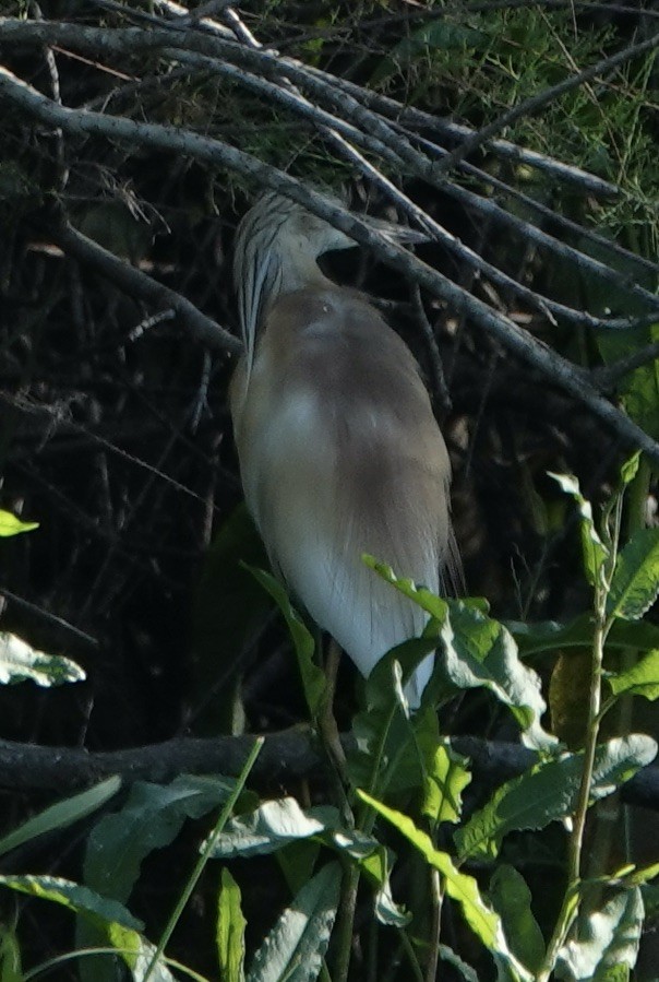 Squacco Heron - Dave Ebbitt