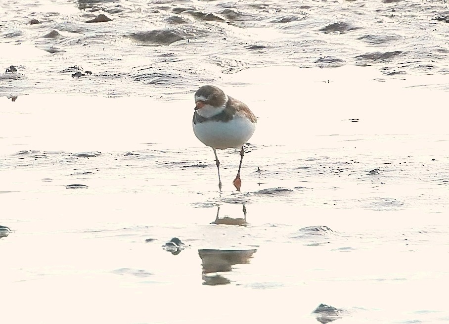 Semipalmated Plover - ML620435353