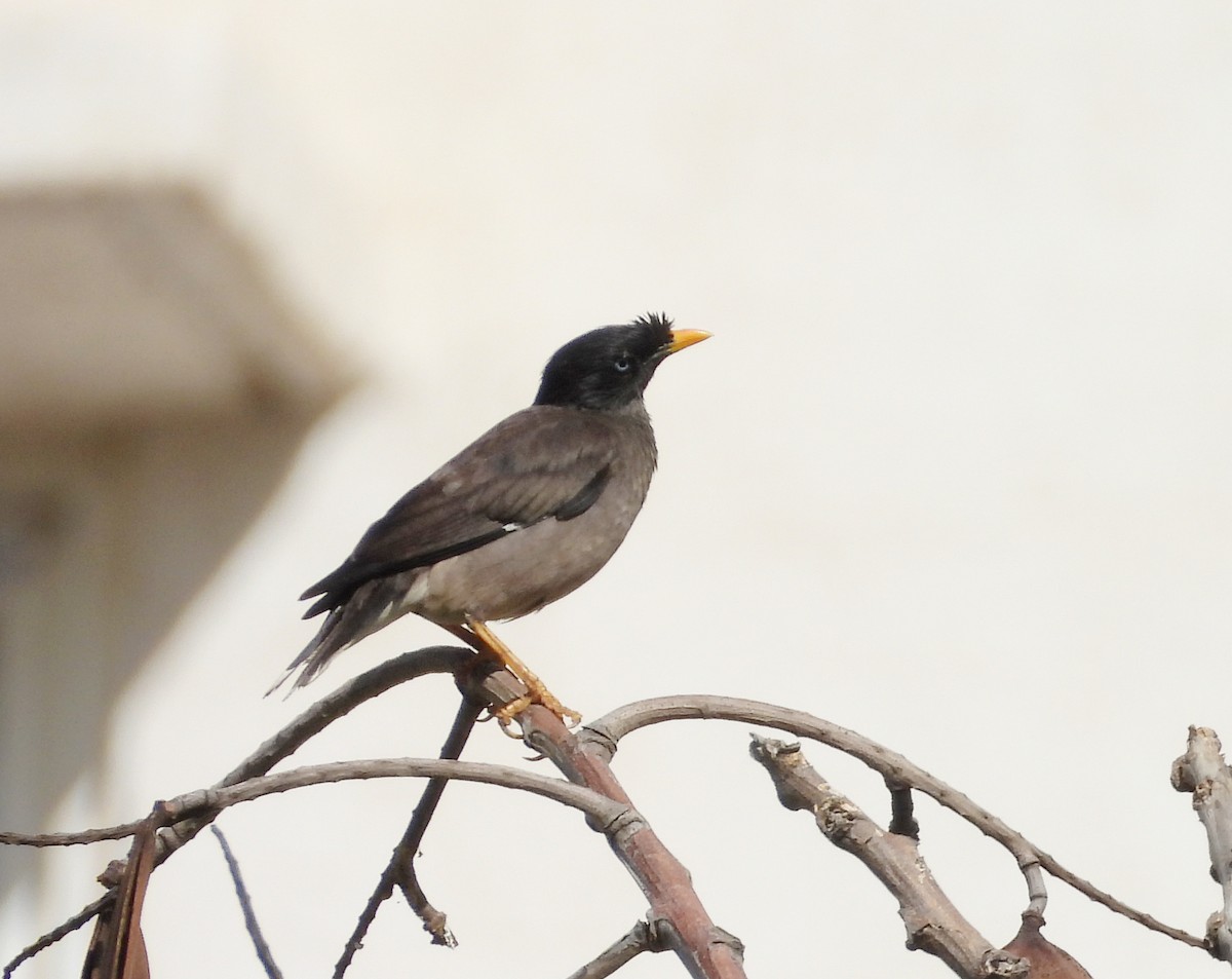 Jungle Myna - ML620435360