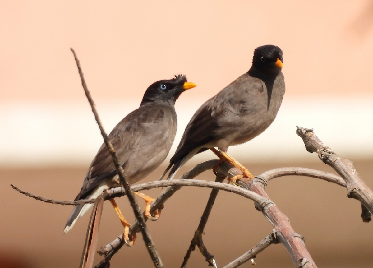 Jungle Myna - ML620435362