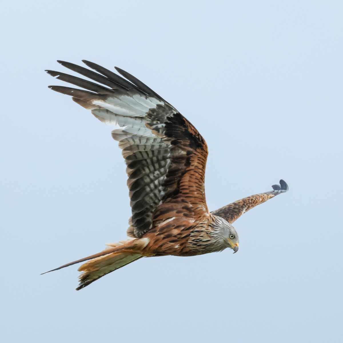 Red Kite - ML620435366