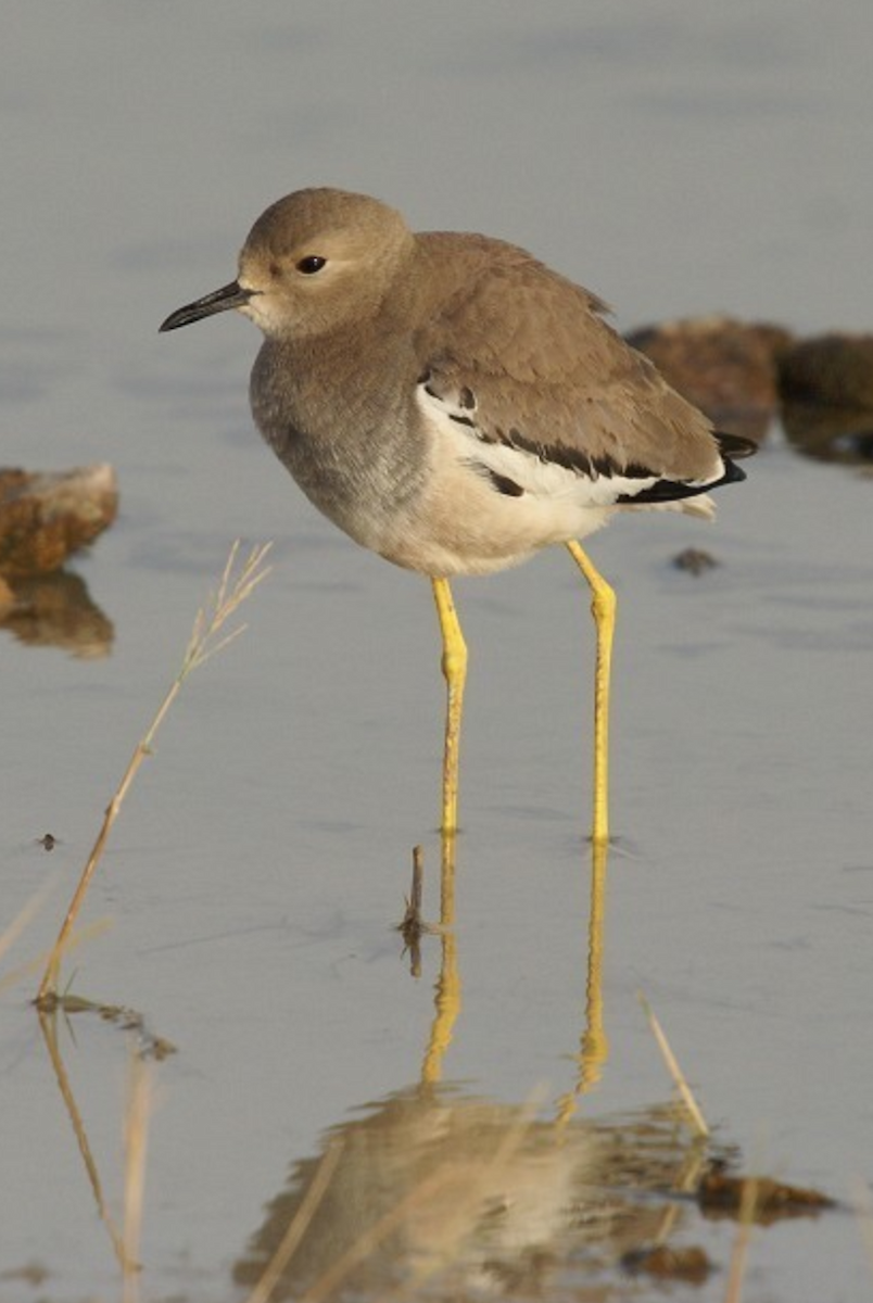 White-tailed Lapwing - ML620435369