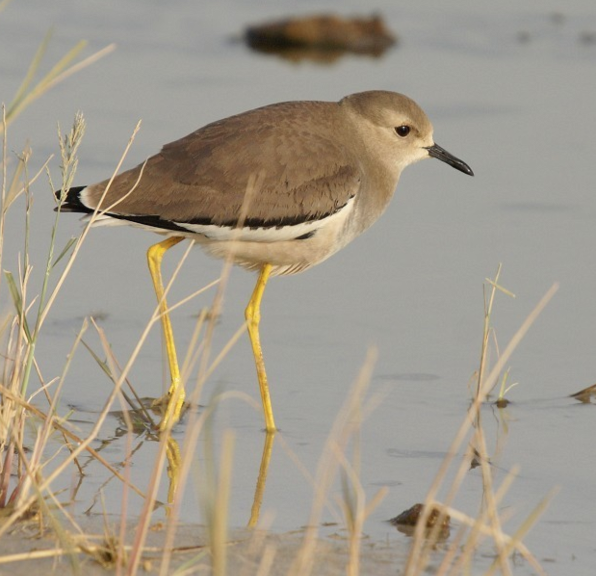 White-tailed Lapwing - ML620435370