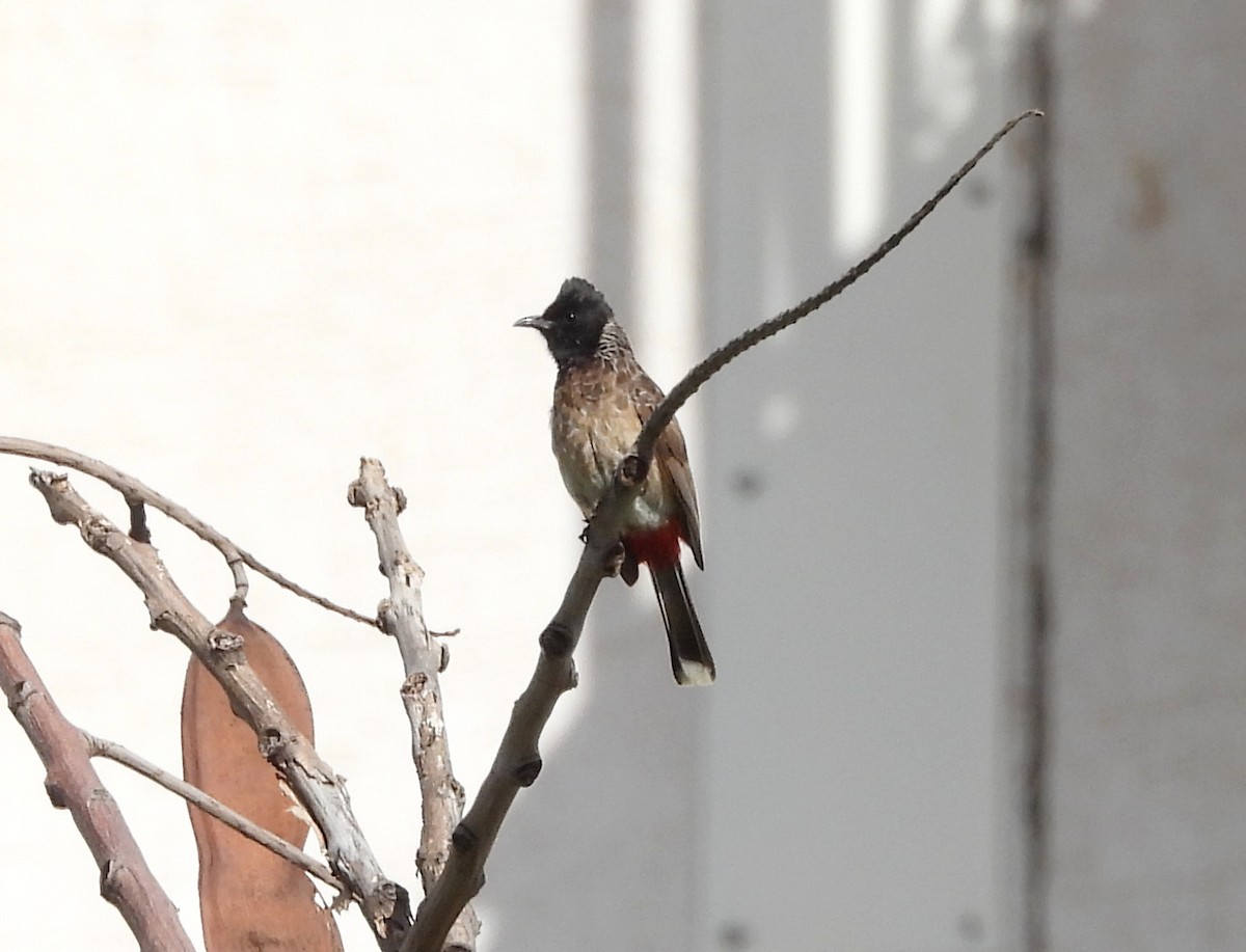 Red-vented Bulbul - Manju Sinha