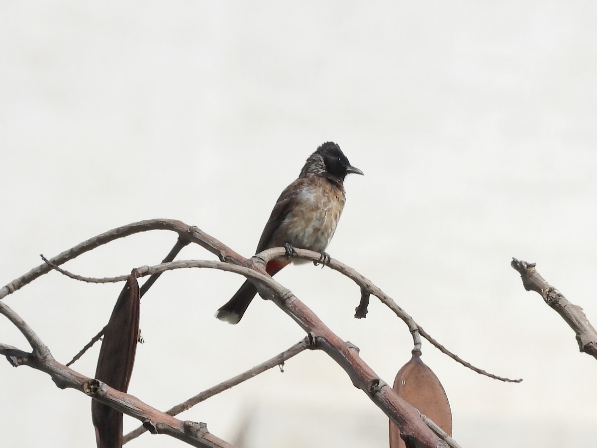 Red-vented Bulbul - ML620435382