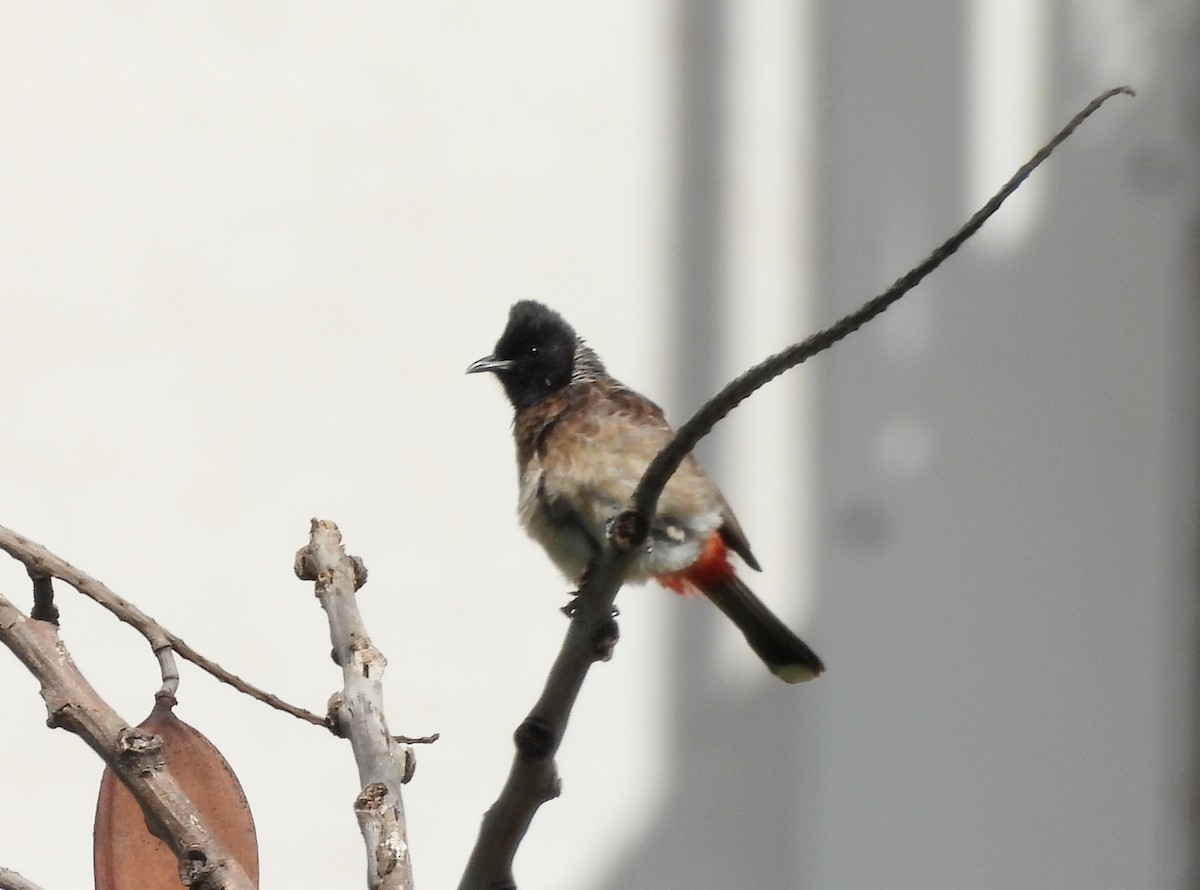 Red-vented Bulbul - ML620435383