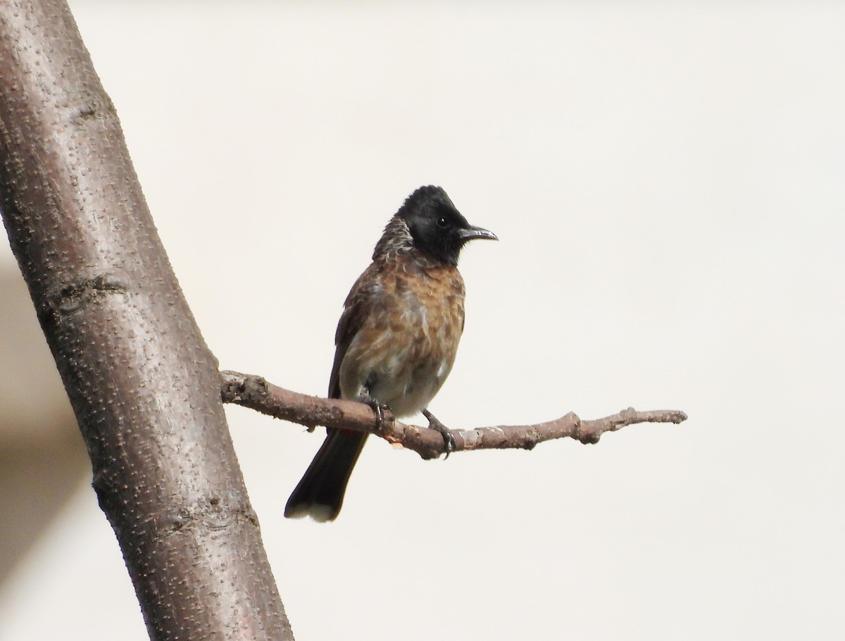 Red-vented Bulbul - ML620435384