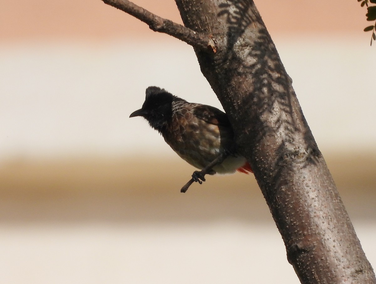 Red-vented Bulbul - ML620435385