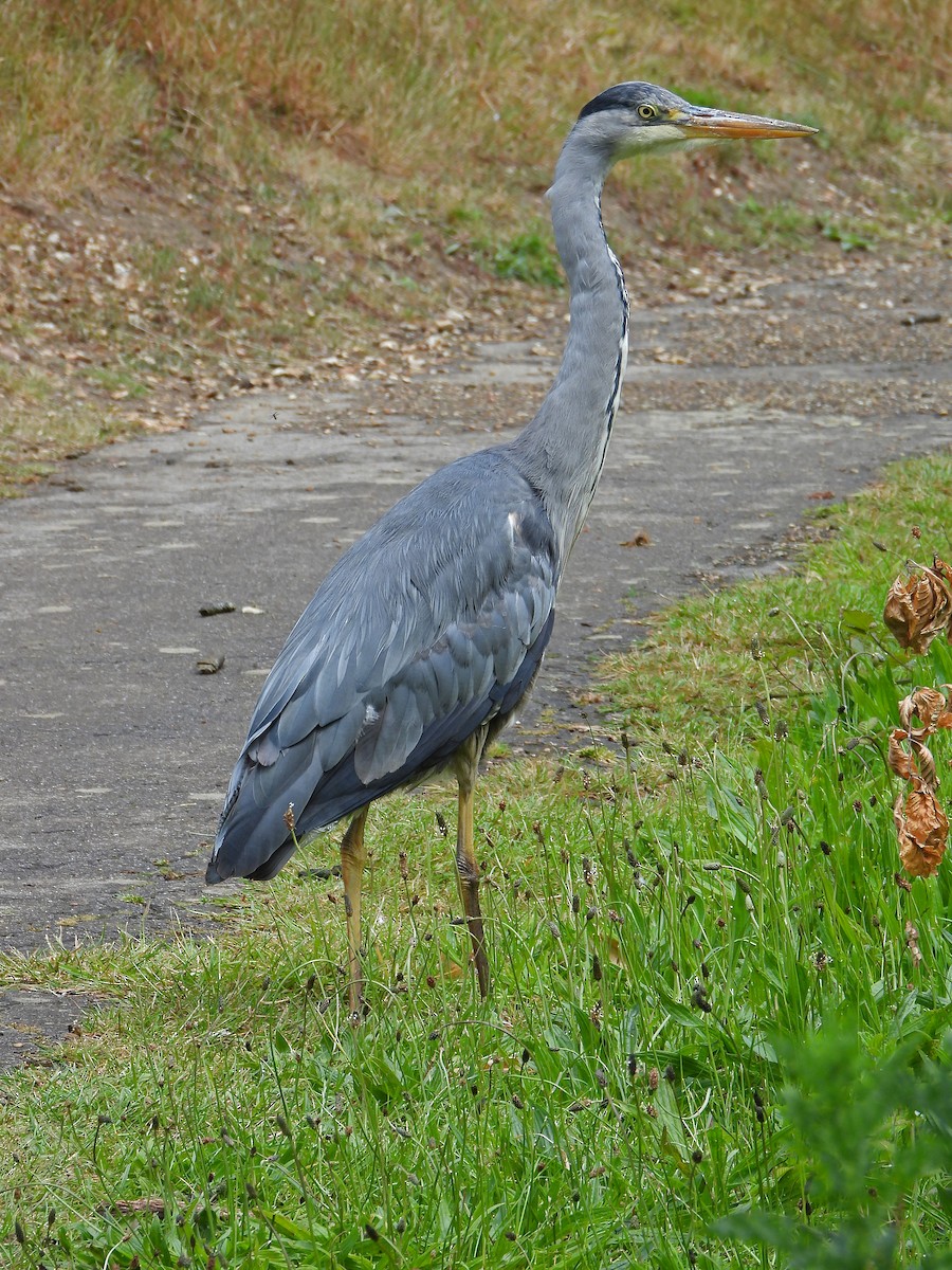 Gray Heron - ML620435386