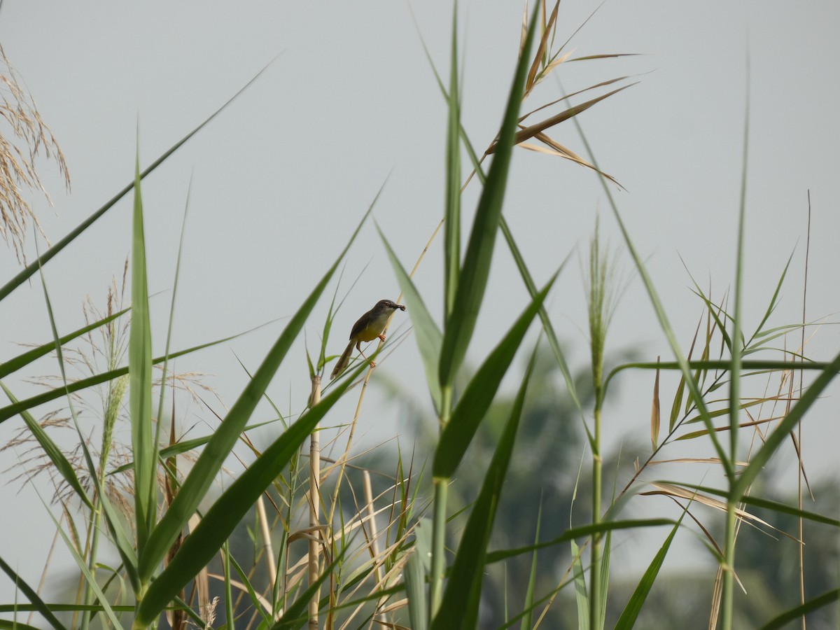 Yellow-bellied Prinia - ML620435387