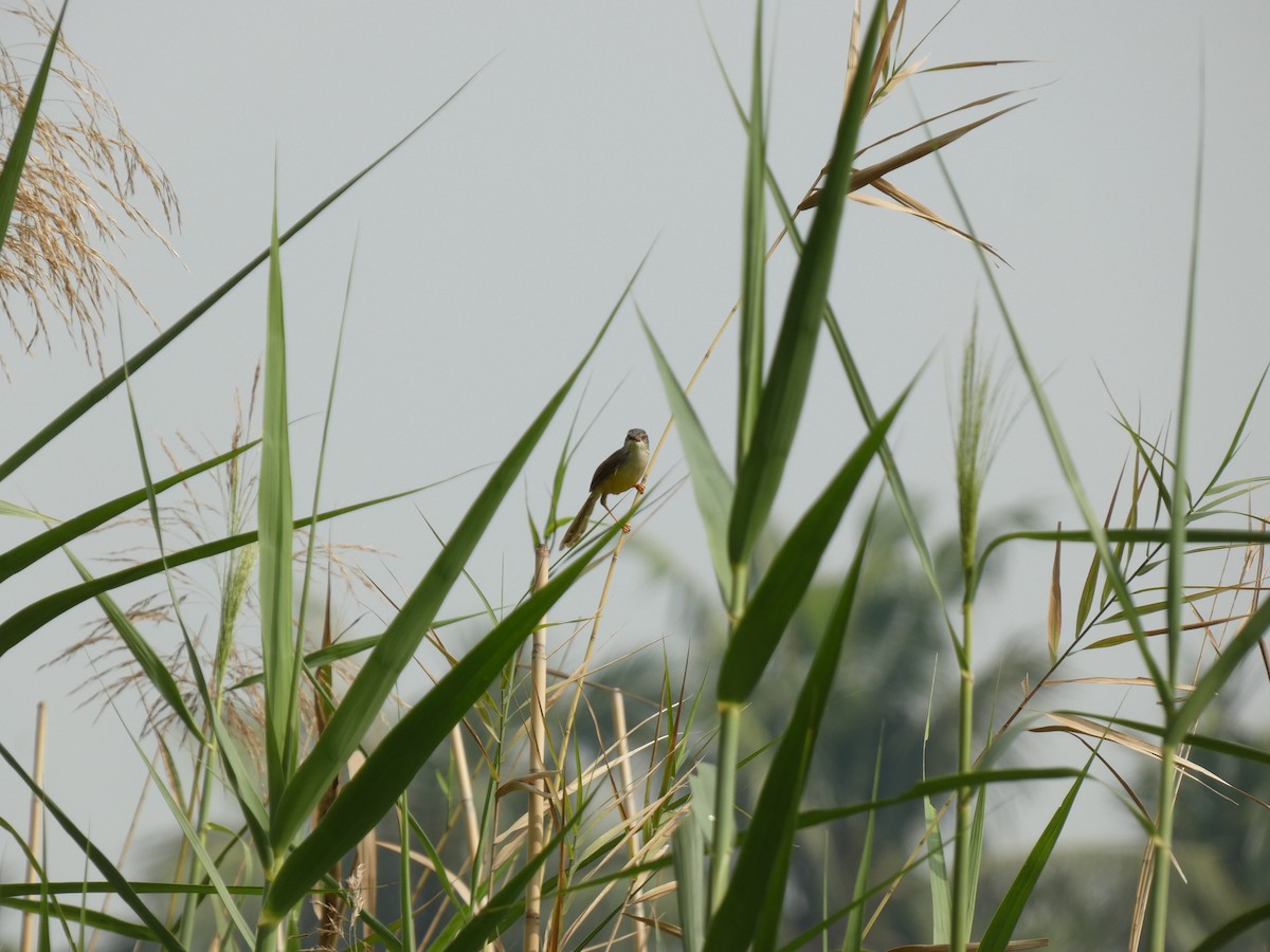 Yellow-bellied Prinia - ML620435388