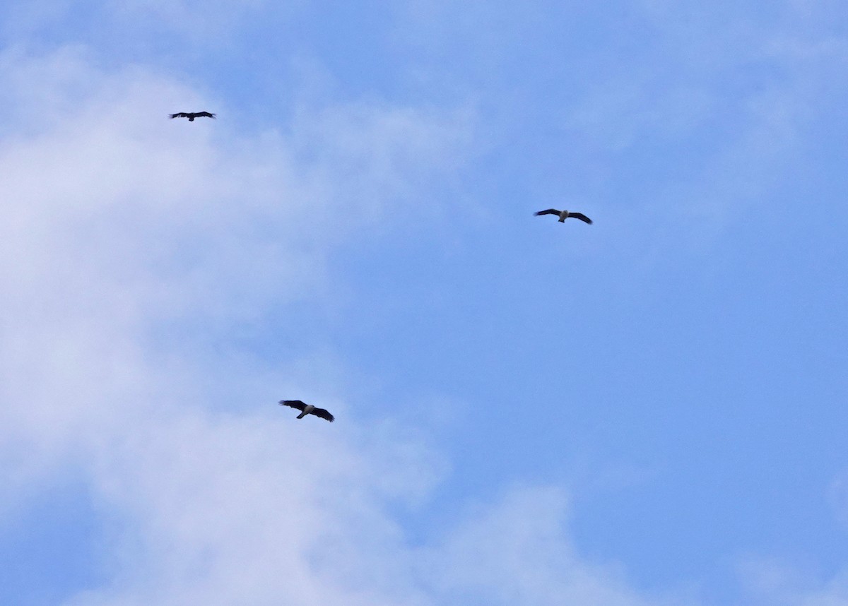 Águila Perdicera - ML620435389