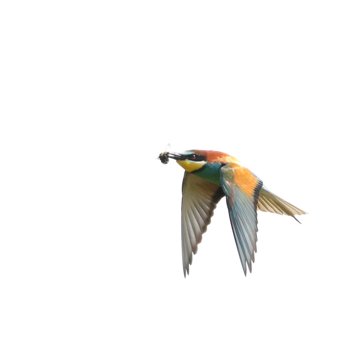 European Bee-eater - ML620435390