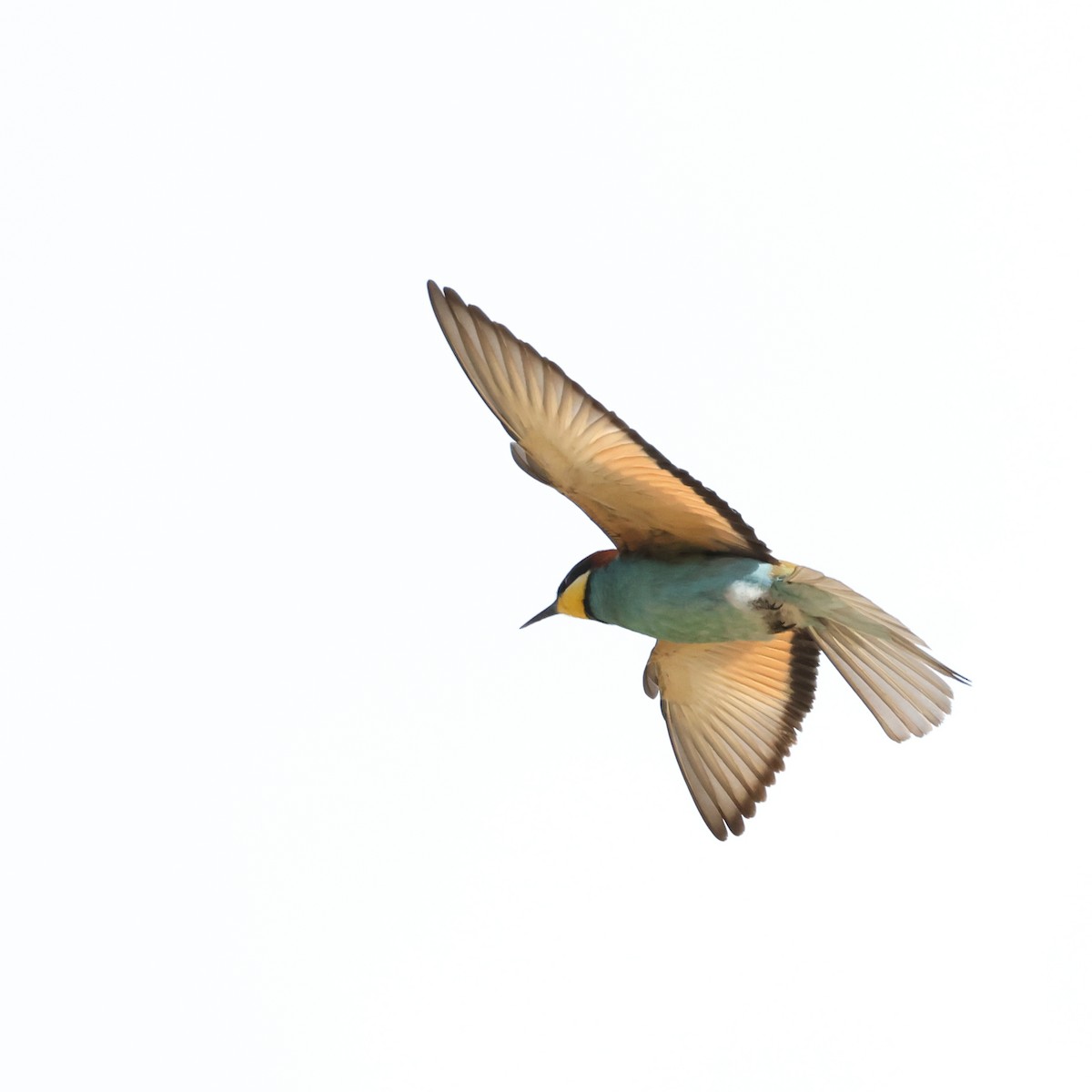 European Bee-eater - ML620435391